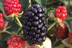 Raspberry Variety Spotlight